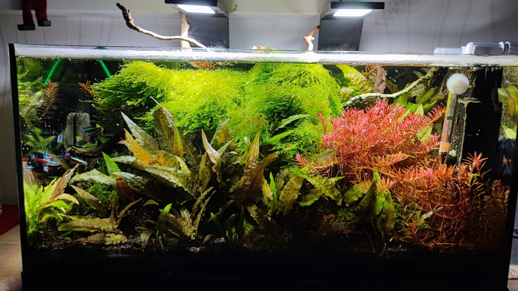 Aquarium Hauptansicht von Dennerle scapers tank 50 (nur noch Beispiel)