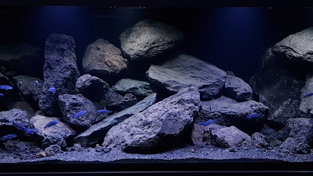 Aquarium Hauptansicht von Malawi Geröllzone