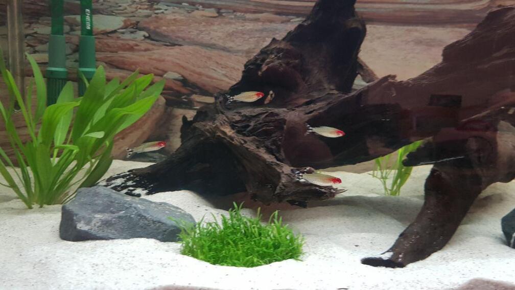 Aquarium Hauptansicht von Gewässer um Sarayaku