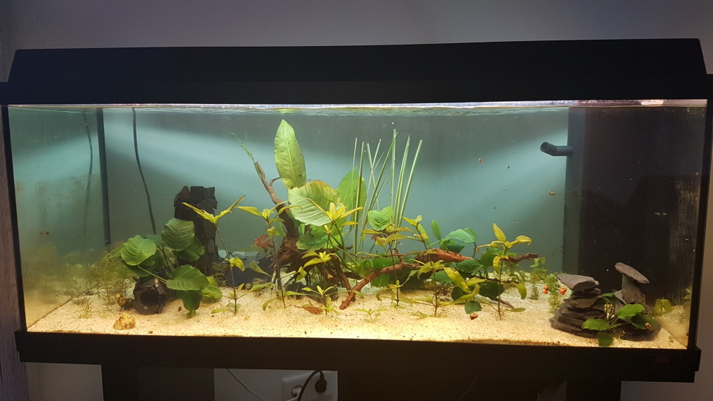 Aquarium Hauptansicht von Das zuunkreativfüreinenNamen-Becken