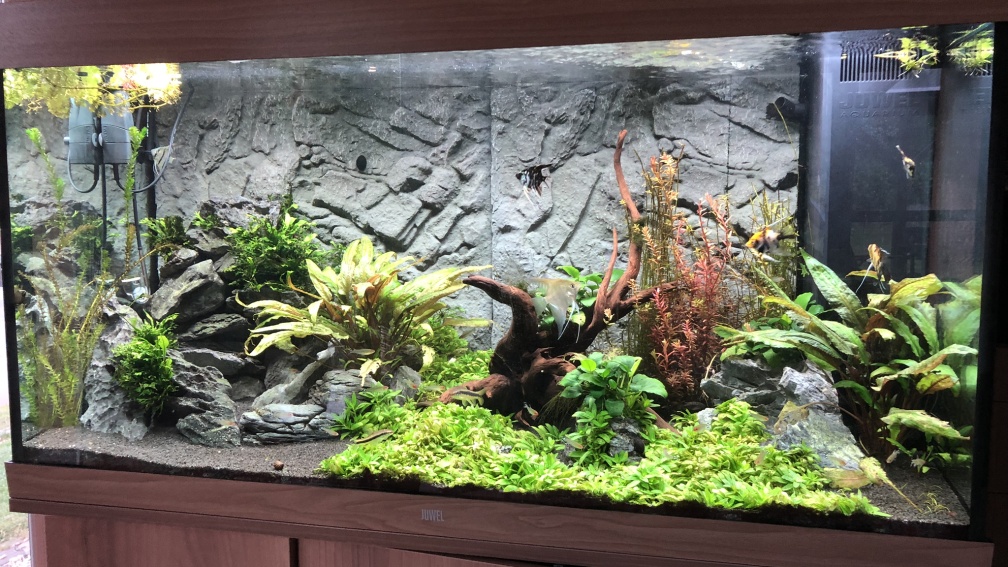 Aquarium Hauptansicht von Juwel Rio 350 LED Schritt für Schritt von Achim