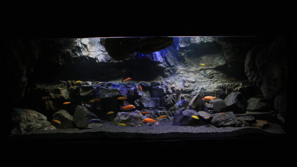 Aquarium Hauptansicht von Malawi-Höhle
