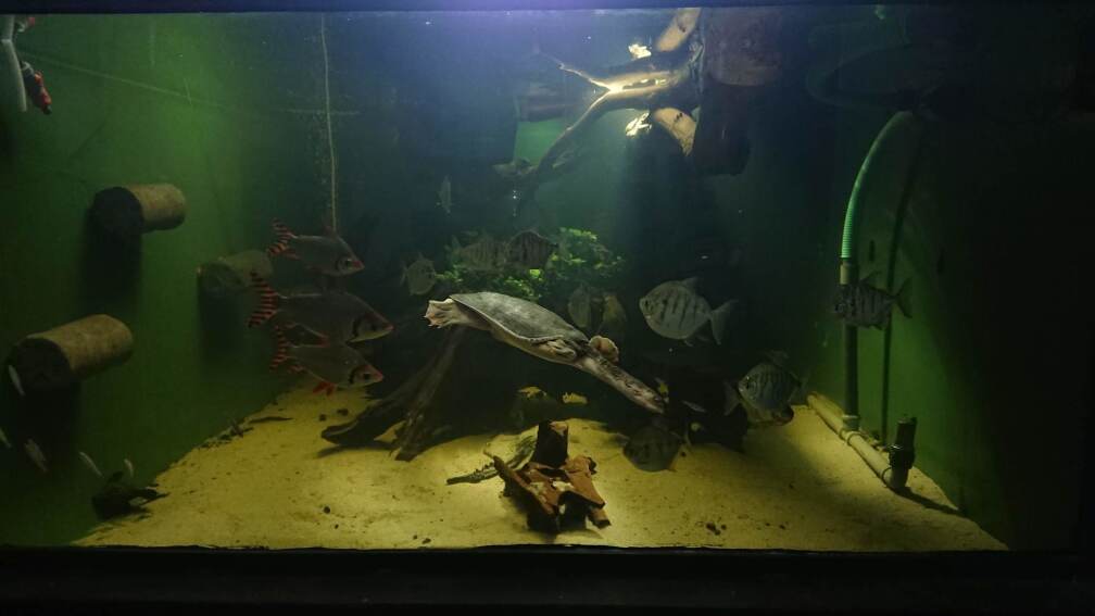 Irgendwie sieht es immer `untervölkert` aus.