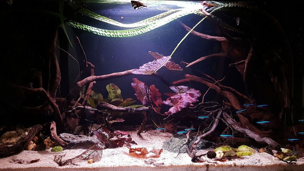 Layout (Feb 2019)