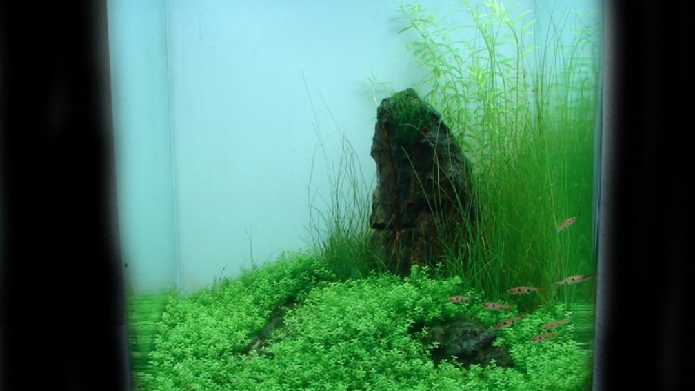 Cocoon 3 `In Green We Trust`