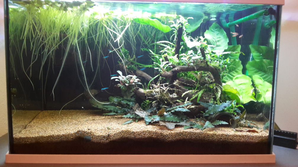 Aquarium Hauptansicht von Kleines Gesellschaftsbecken