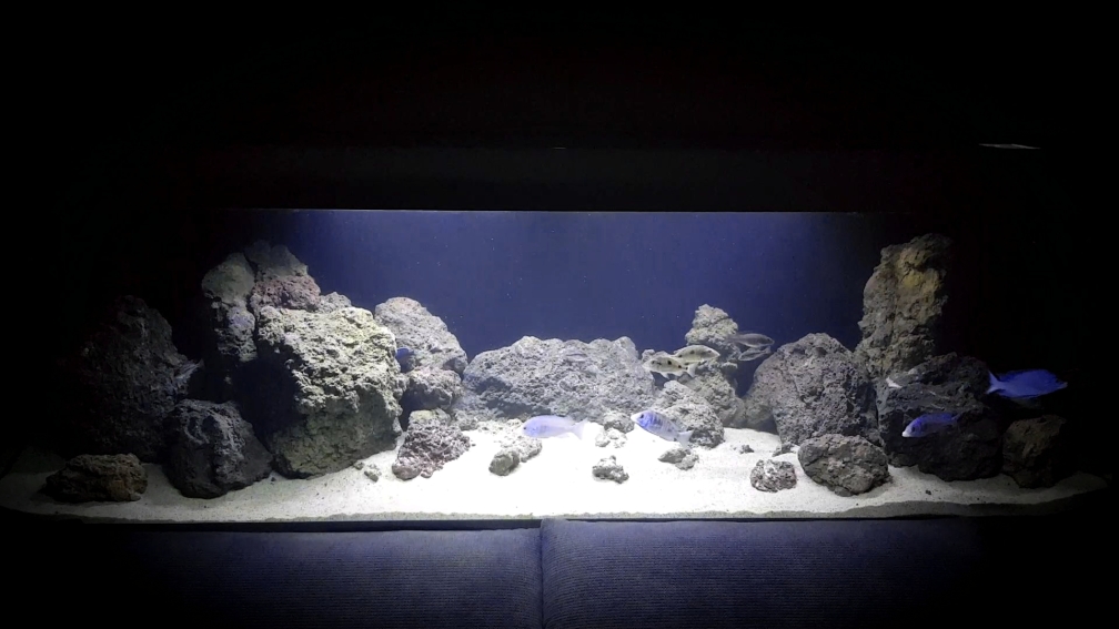 Aquarium Hauptansicht von Malawi Tank 2.0 NonMbuna