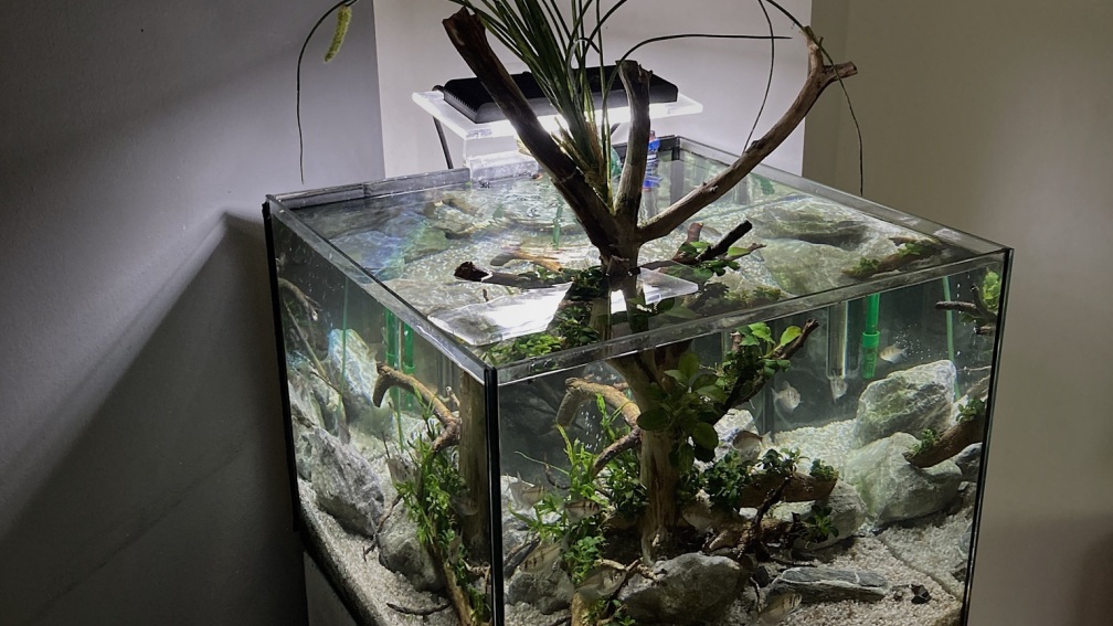 Aquarium Hauptansicht von Beton und Holz