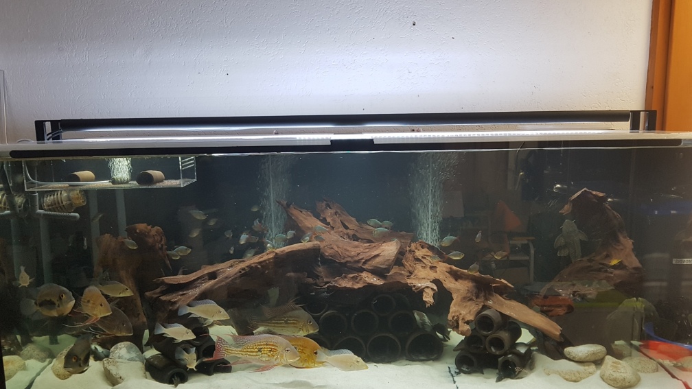 Aquarium Hauptansicht von Südamerikabecken