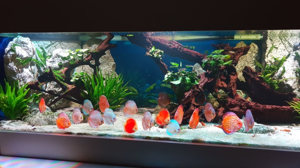Aquarium Hauptansicht von Diskus