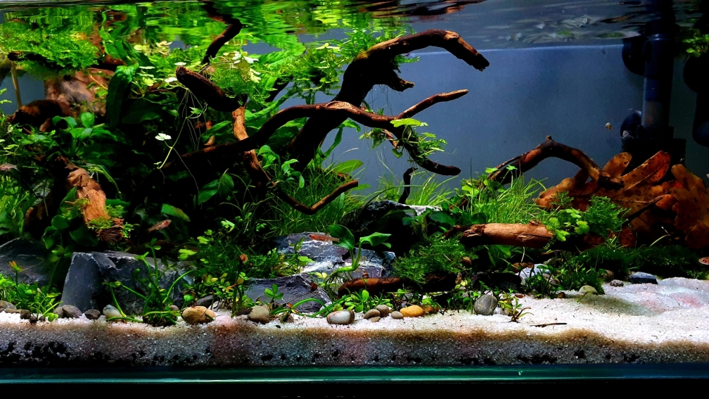 Aquarium Hauptansicht von Shallow Tributary