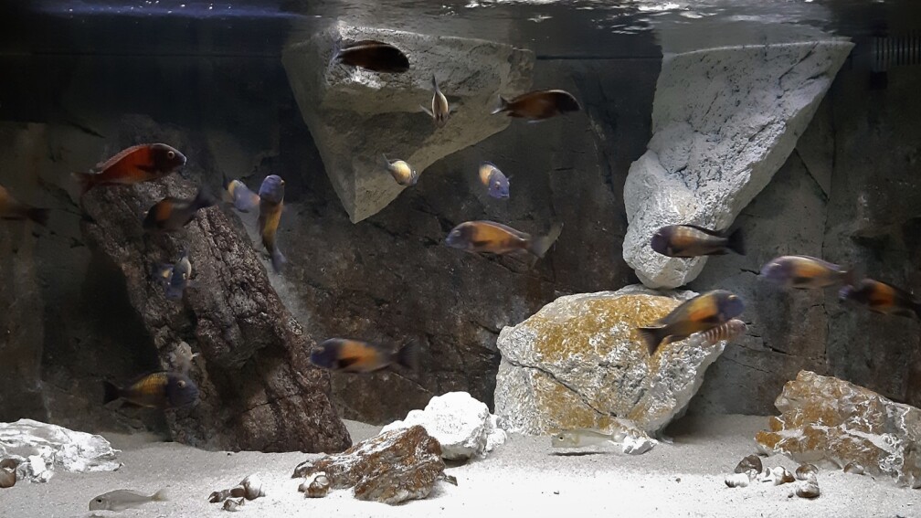 Aquarium Hauptansicht von Tropheus Kasakalawe+