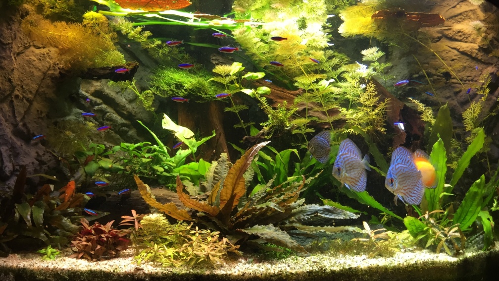 Mein Trigon 350 mit Diskusbesatz 