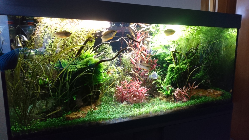 Aquarium Hauptansicht von Ruheoase mit Lichtung