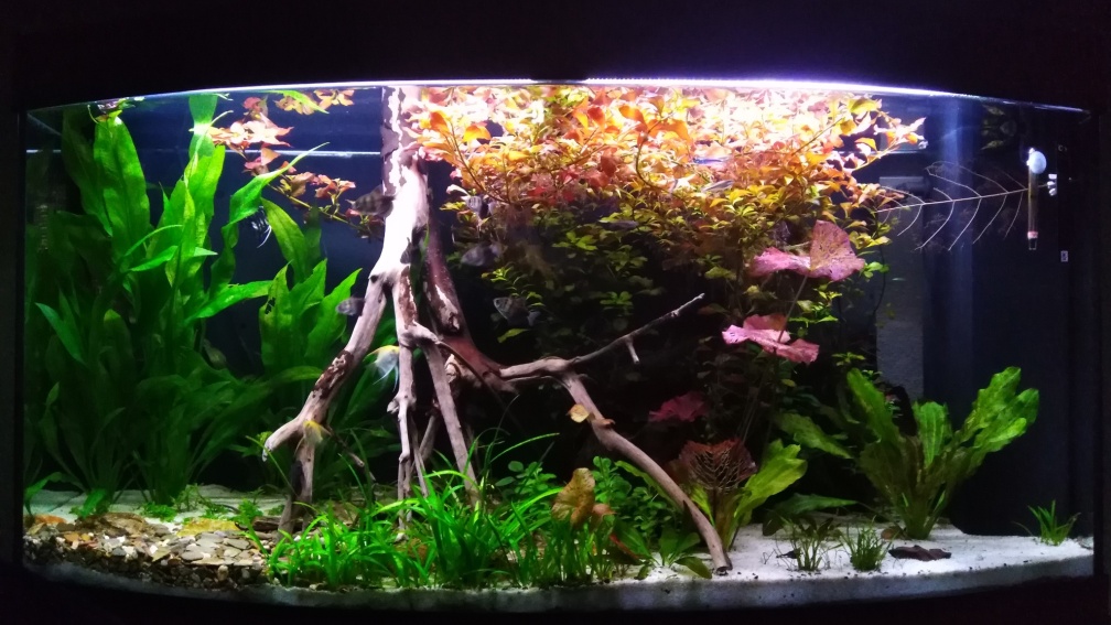 Aquarium Hauptansicht von Rio Novo