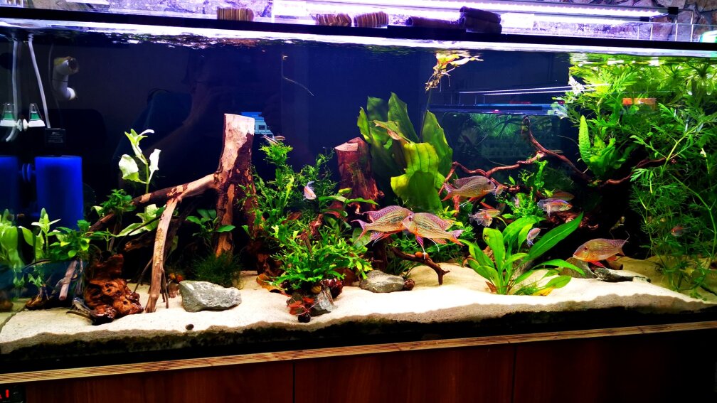 Aquarium Hauptansicht von 500l Geophagus altifrons