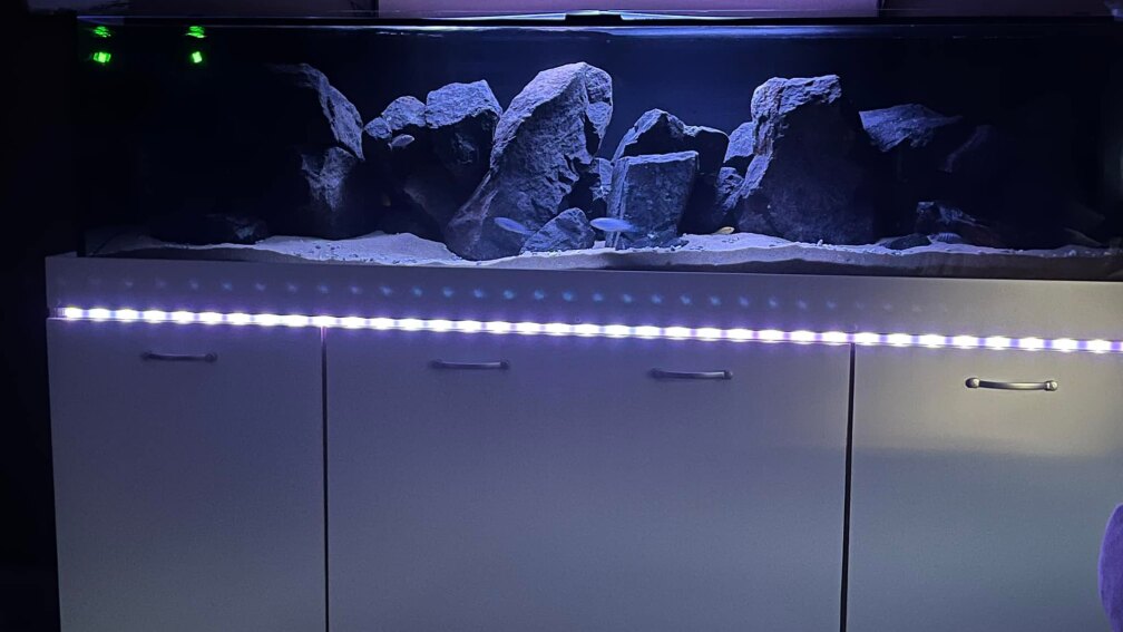 Aquarium Hauptansicht von Malawi Tank