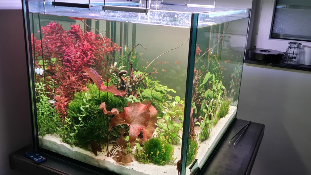 Aquascape trifft auf Gesellschaftsaquarium