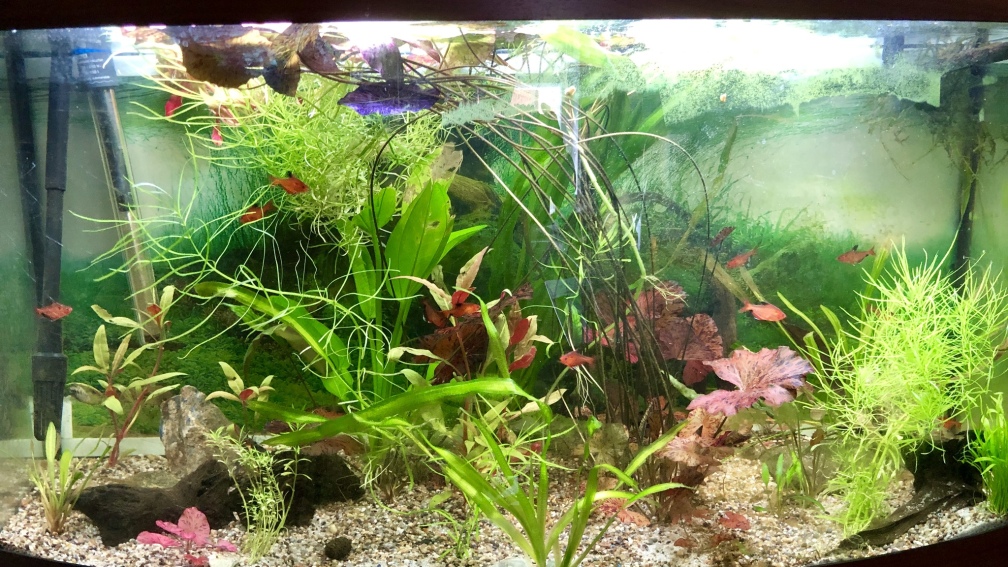 Laetacara dorsigera und Hyphessobrycon eques