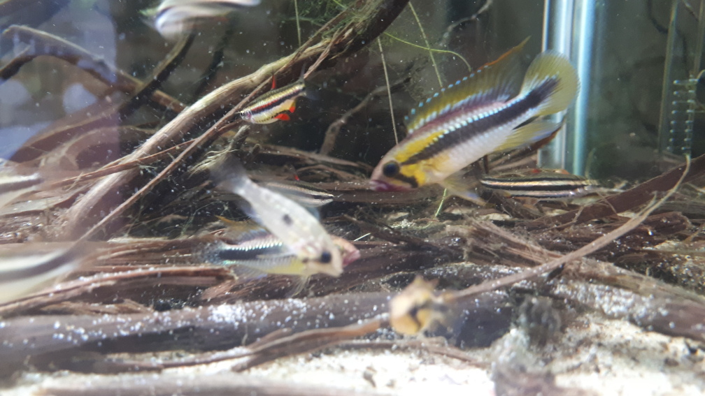 Apistogramma sp. Abacaxis