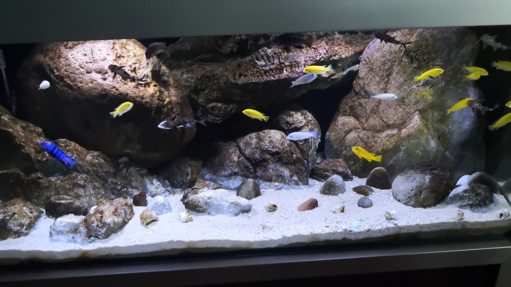 Aquarium Hauptansicht von Lake Malawi