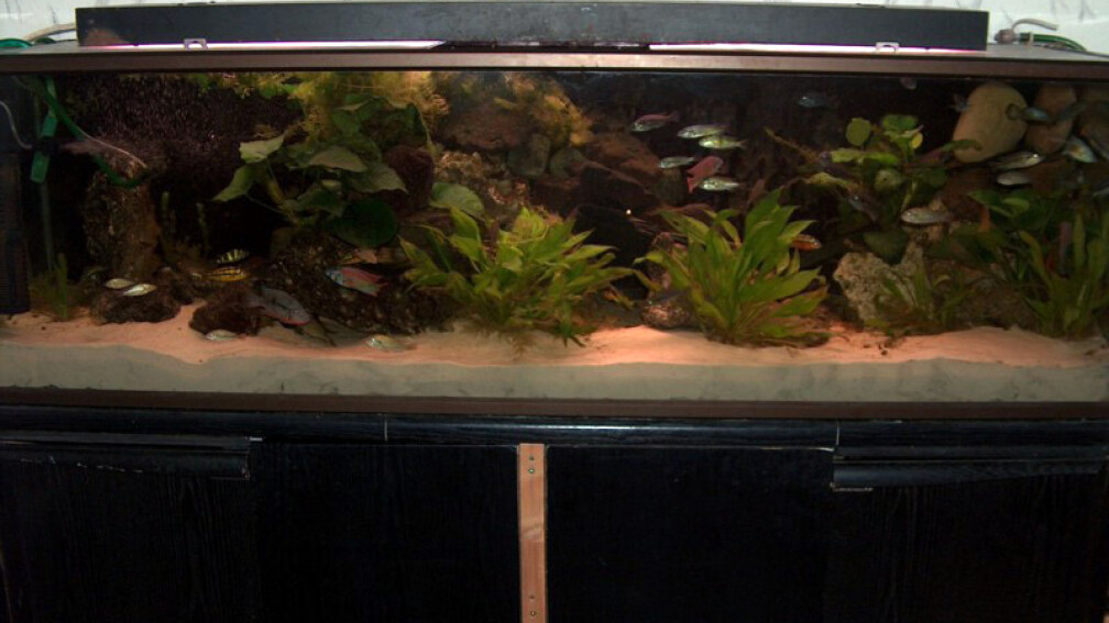 Aquarium Hauptansicht von Becken 395