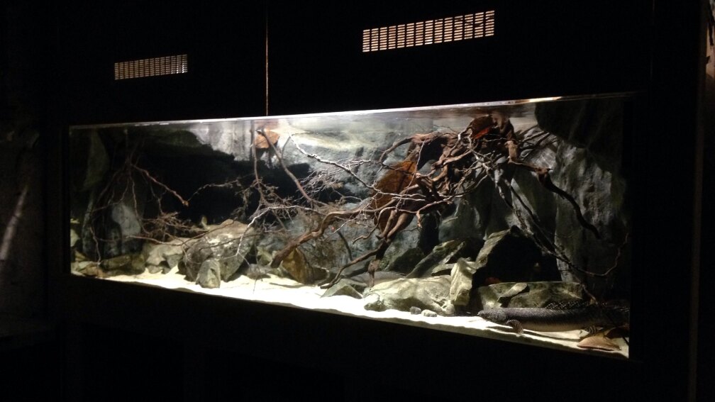 Aquarium Hauptansicht von Westafrika Räuberbecken