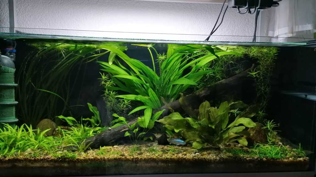 Aquarium Hauptansicht von Flussufer im Amazonasgebiet