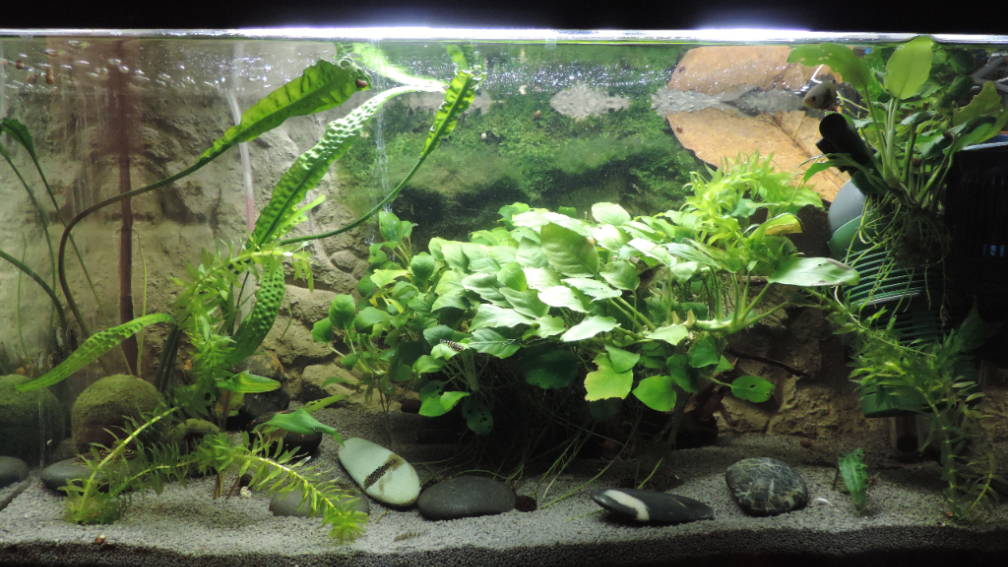  Hauptansicht von Flossensauger Becken