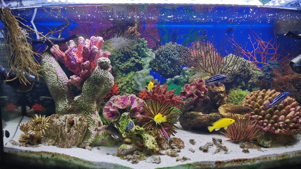 Aquarium Hauptansicht von Marinestylemalawi