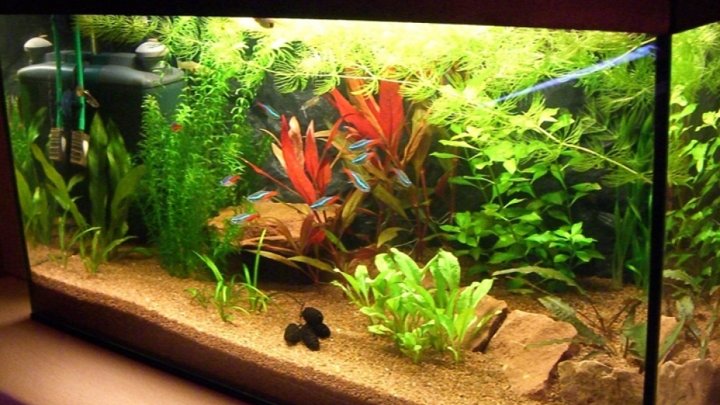4021 from the category community tanks