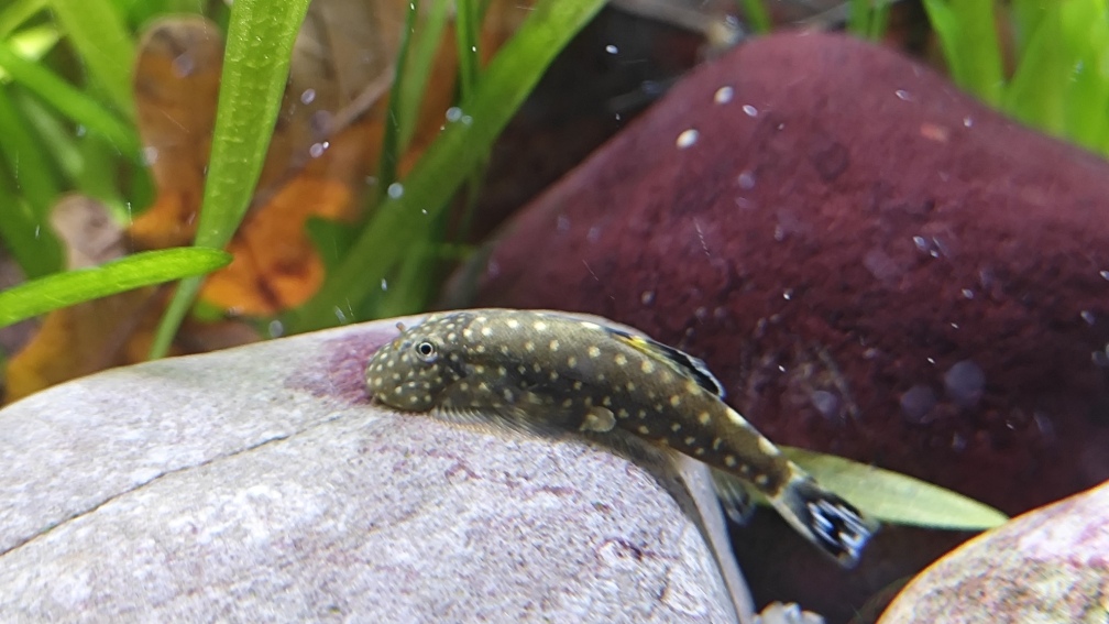 Aquarium Hauptansicht von Flossensauger Becken