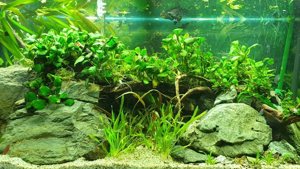 Front Anubias between big stones