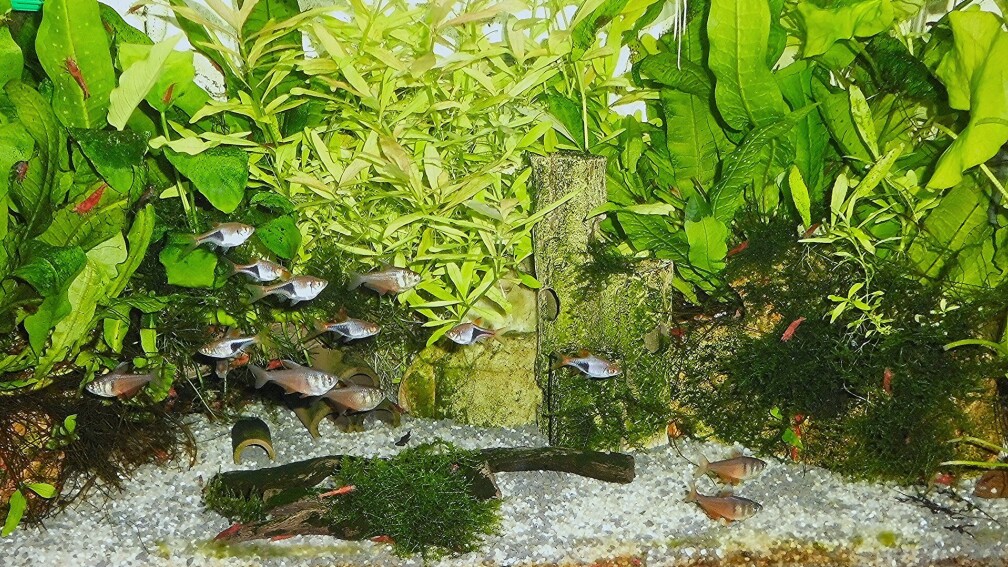 Aquarium Hauptansicht von mein kleines Asien Becken