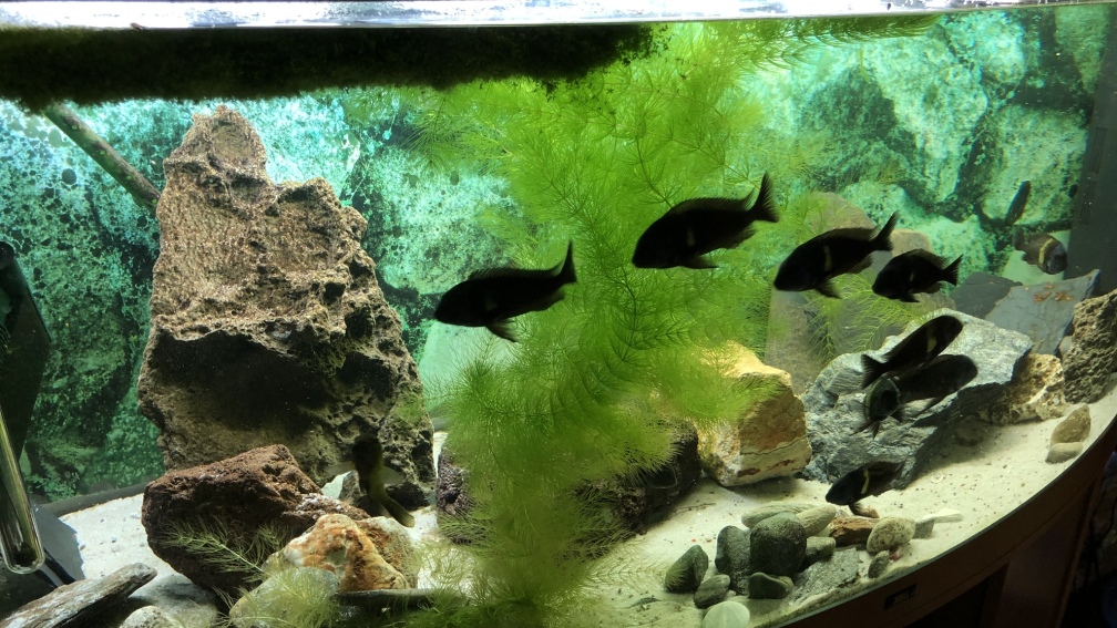 Tropheus duboisi MASWA