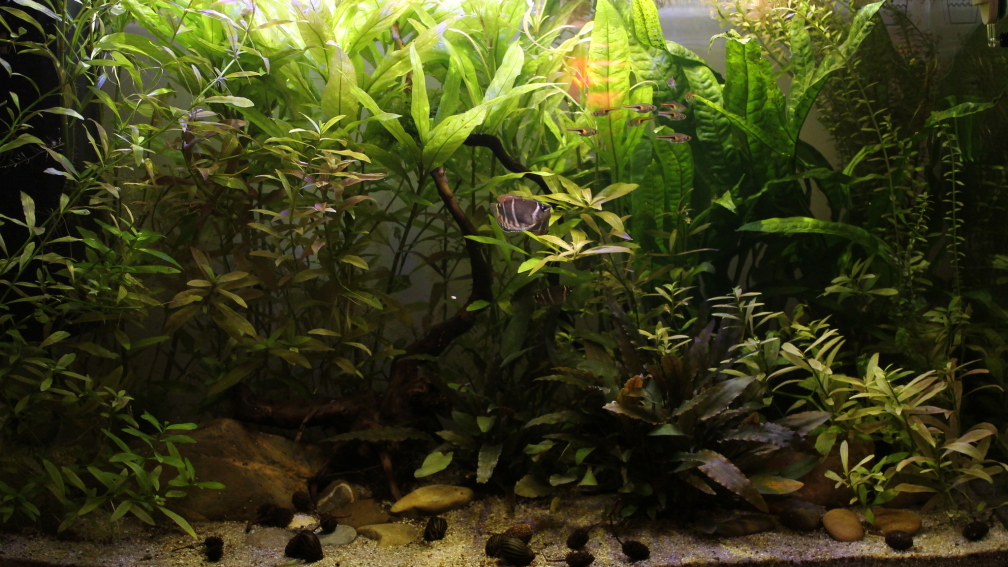 Aquarium Hauptansicht von Sumatra Swamp