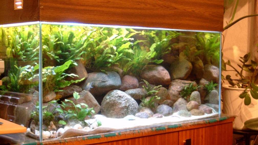 Aquarium Hauptansicht von Becken 409