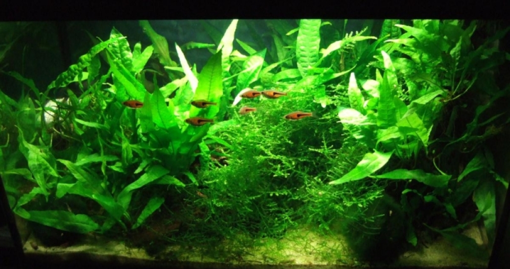 Aquarium Hauptansicht von Asienbecken mit Trigonostigma espei