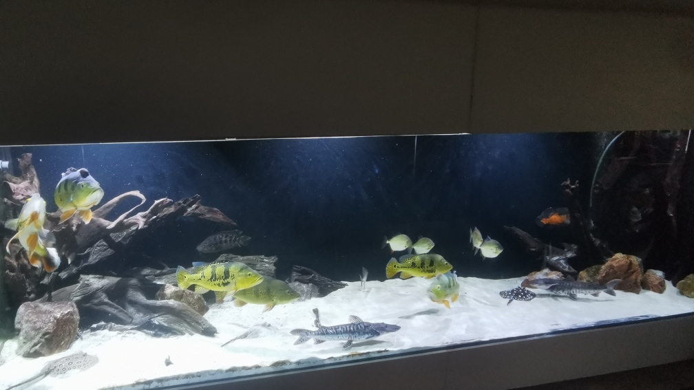 Aquarium Hauptansicht von Amazonas 4500l