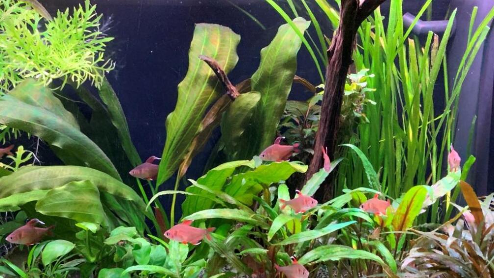 Aquarium Hauptansicht von Mein kleines "Juwel" nur mehr als Beispiel