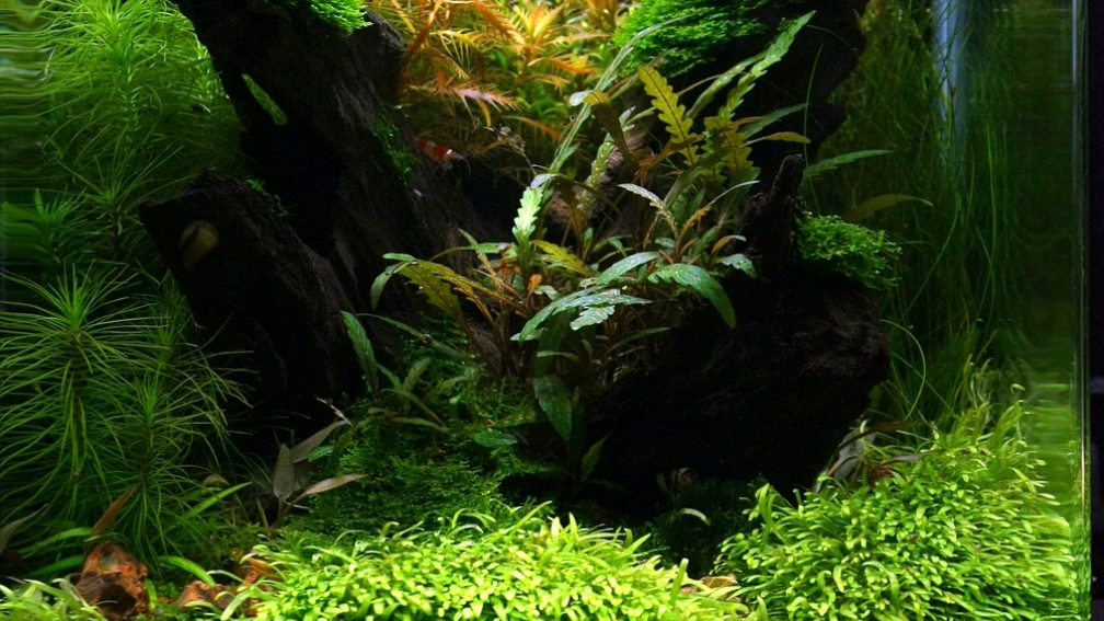 The Art of the Planted Aquarium 1.Platz 2012