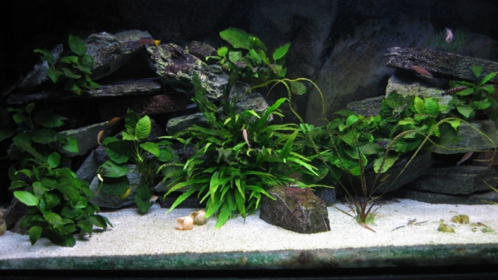 Aquarium Hauptansicht von Becken 4160