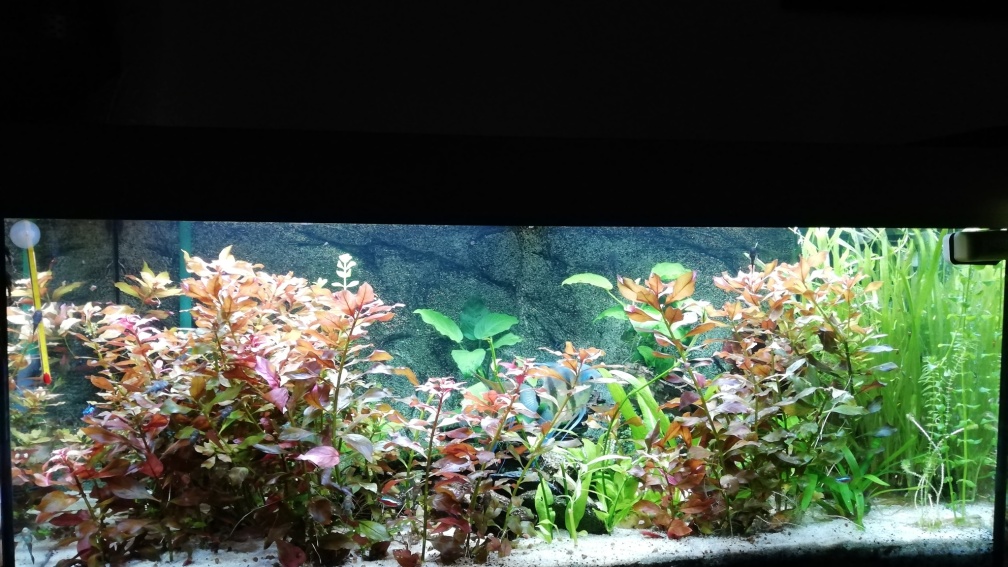 Aquarium Hauptansicht von Gesellschaftsbecken