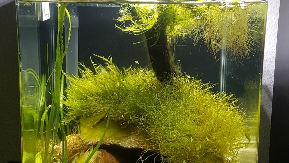 Aquarium Hauptansicht von Garnelen Felsen