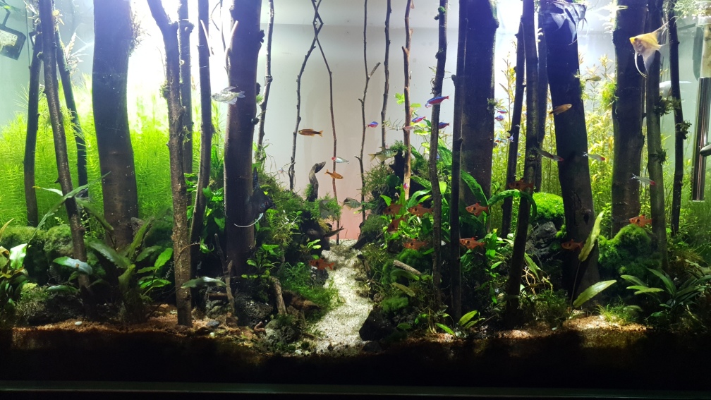 Aquarium Hauptansicht von Der Wald