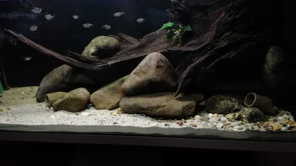 Aquarium Hauptansicht von Stomschnelle in Brasilien