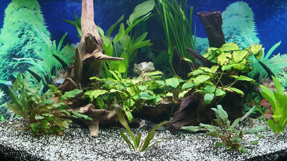 Aquarium Hauptansicht von Juwel Eckaquarium