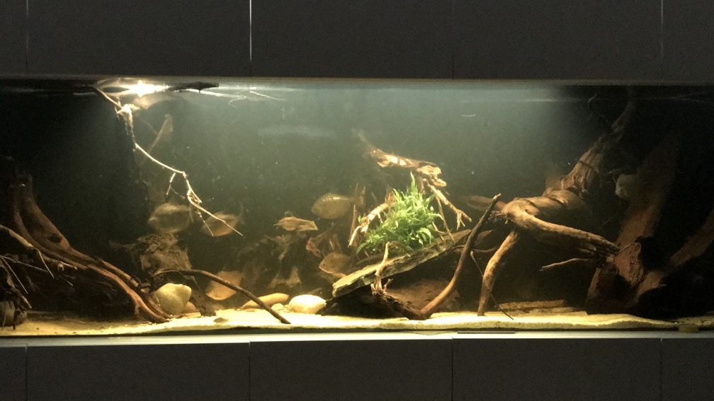 Aquarium Hauptansicht 