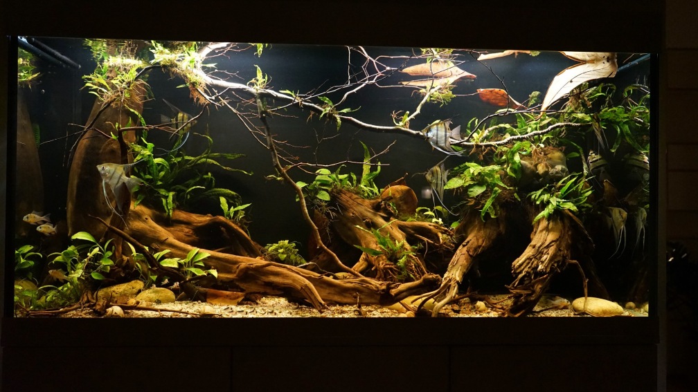 Aquarium Südamerika 472 l, 150x45x70 cm