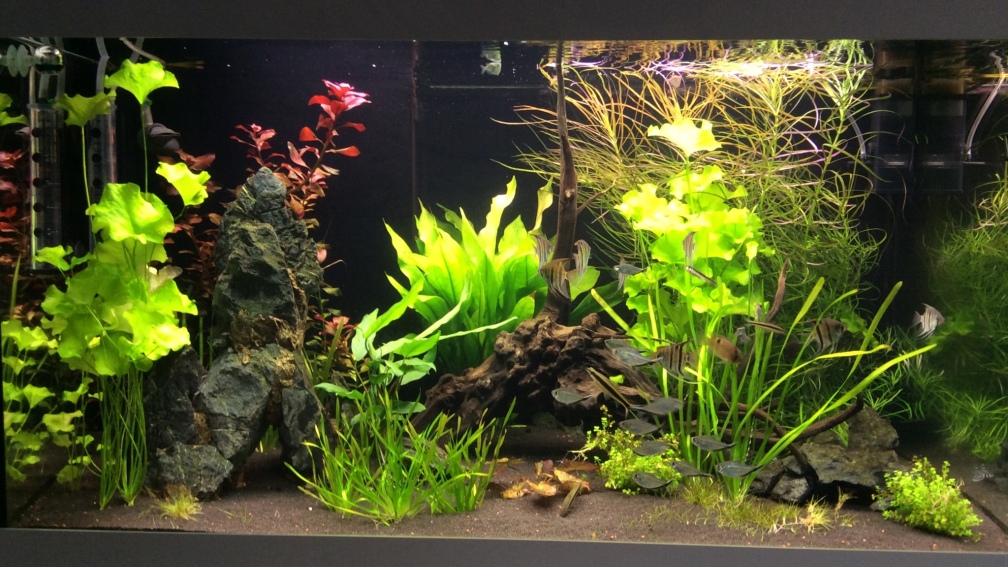 Aquarium Hauptansicht von L46 ...and friends ;-)